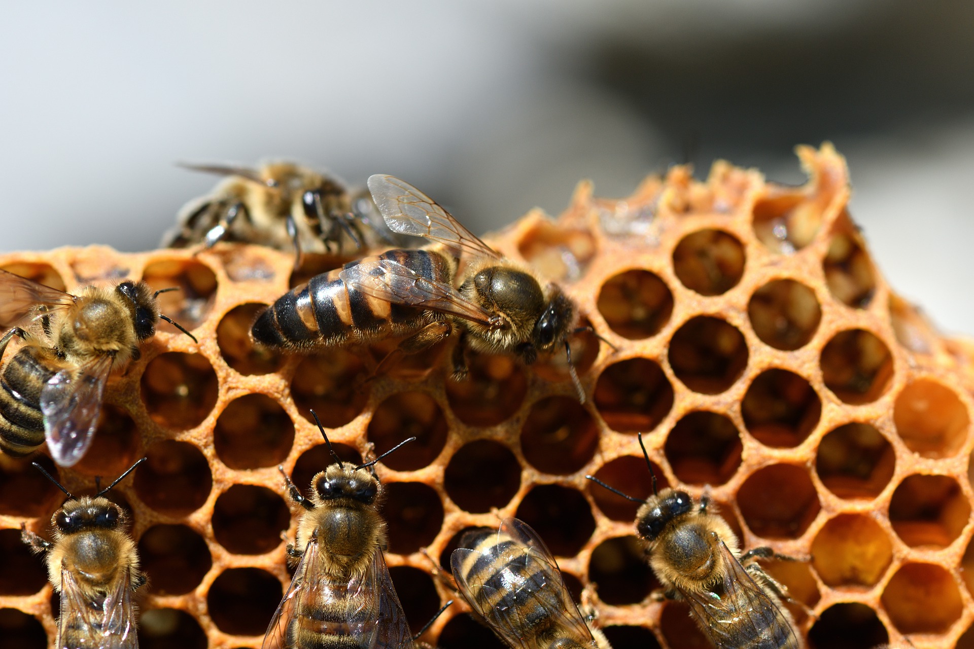 Bienenkönigin auf Wabe mit Bienen herum
