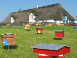 Bienenzucht auf Helgoland