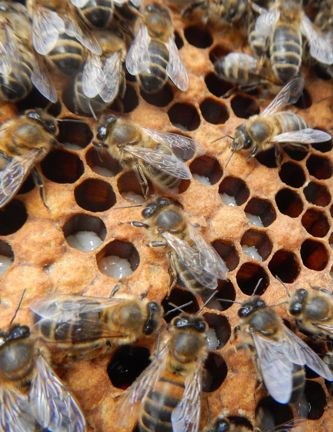 Bienen und Larven Zucht